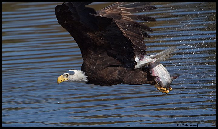 _2SB9022 bald eagle with fish.jpg